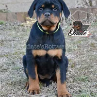 Rosie , a female Rottweiler for sale in Goodlettsville, TN – Photo 1 of 10