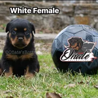 Rosie , a female Rottweiler for sale in Goodlettsville, TN – Photo 3 of 10