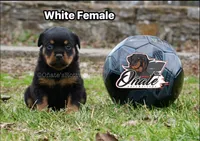 processed/02b25261-386f-4878-ab22-d76aea0774ca/listing/09ec0773-1003-4d08-a4df-694e064563de/a3458fbd-169a-4ac0-a589-898a7cf40686