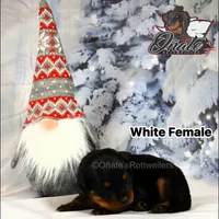 Rosie , a female Rottweiler for sale in Goodlettsville, TN – Photo 6 of 10