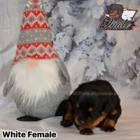 Rosie , a female Rottweiler for sale in Goodlettsville, TN – Photo 5 of 10