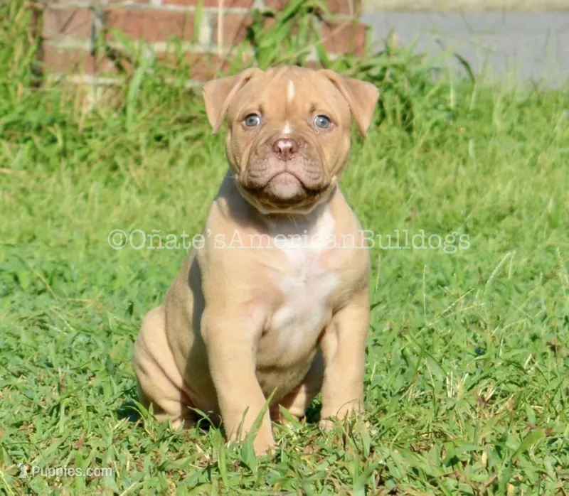 Kirby – American Bulldog puppy for sale in Goodlettsville, TN