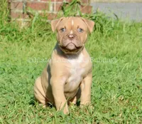 Kirby, a male American Bulldog for sale in Goodlettsville, TN – 1 of 10