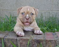 Kirby, a male American Bulldog for sale in Goodlettsville, TN – 3 of 10