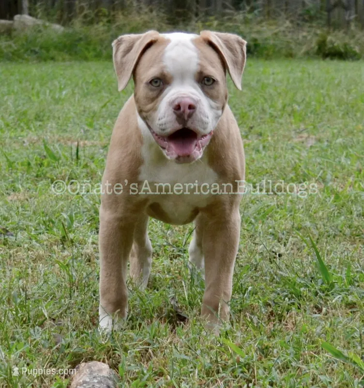 Willow – American Bulldog puppy for sale in Goodlettsville, TN