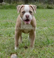 Willow, a female American Bulldog for sale in Goodlettsville, TN – 1 of 8