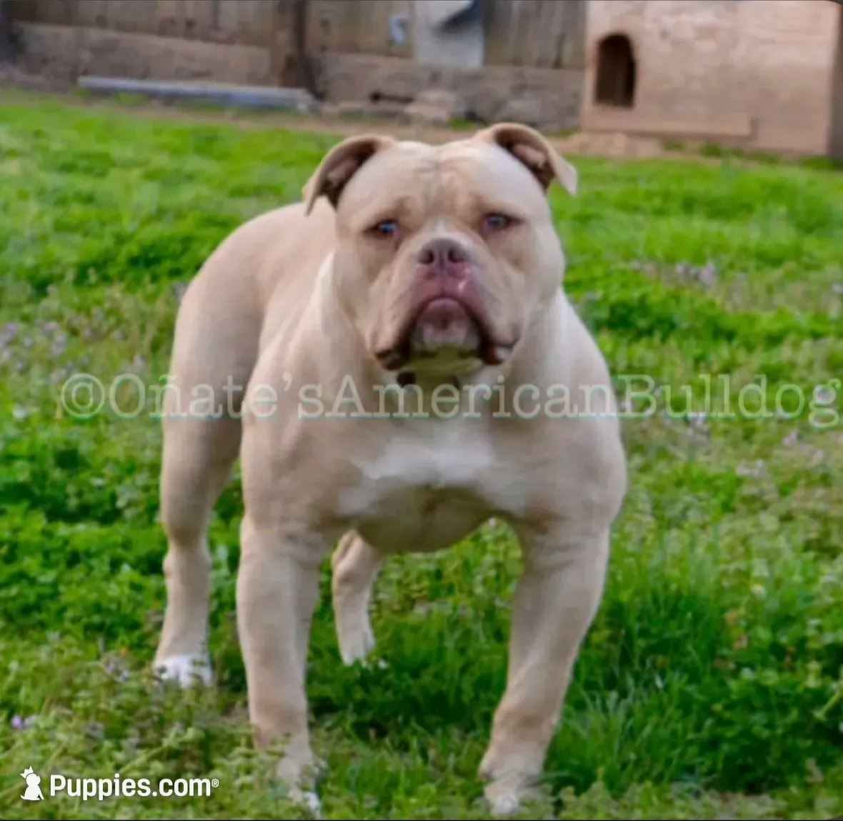 Kirby, a male American Bulldog for sale in Goodlettsville, TN – 9 of 10