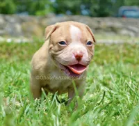 Peaches, a female American Bulldog for sale in Goodlettsville, TN – 4 of 4