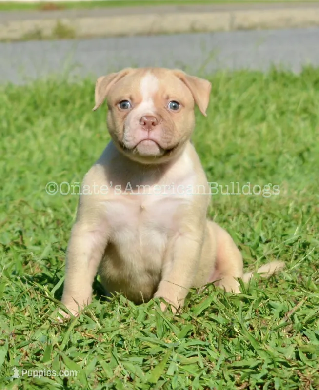 Kobe – American Bulldog puppy for sale in Goodlettsville, TN