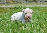 Winter, a female American Bulldog for sale in Goodlettsville, TN – 2 of 4