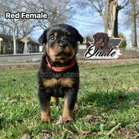 Lillie , a female Rottweiler for sale in Goodlettsville, TN – Photo 3 of 8