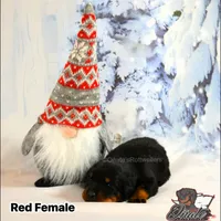 Lillie , a female Rottweiler for sale in Goodlettsville, TN – Photo 5 of 8