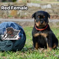 Lillie , a female Rottweiler for sale in Goodlettsville, TN – Photo 2 of 8