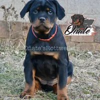 Lillie , a female Rottweiler for sale in Goodlettsville, TN – Photo 1 of 8