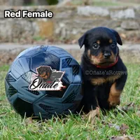 Lillie , a female Rottweiler for sale in Goodlettsville, TN – Photo 4 of 8