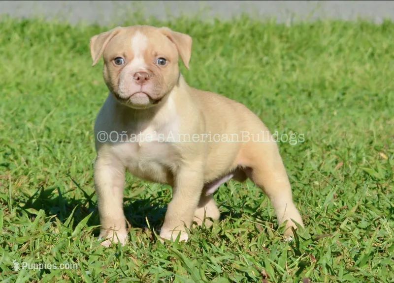 Kobe – American Bulldog puppy for sale in Goodlettsville, TN