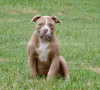 Scarlett, a female American Bulldog for sale in Goodlettsville, TN – 4 of 8