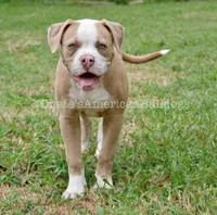 Willow, a female American Bulldog for sale in Goodlettsville, TN – 2 of 8