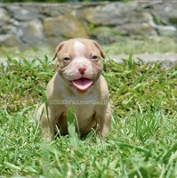 Peaches, a female American Bulldog for sale in Goodlettsville, TN – 2 of 4