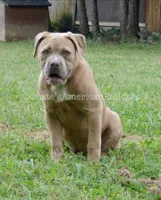 Lilly, a female American Bulldog for sale in Goodlettsville, TN – 3 of 7