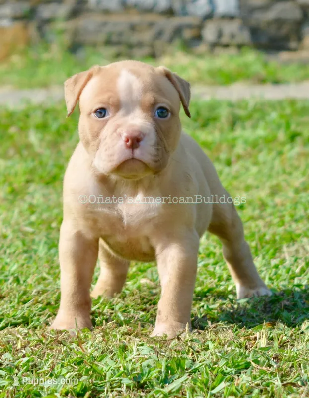 Peaches – American Bulldog puppy for sale in Goodlettsville, TN