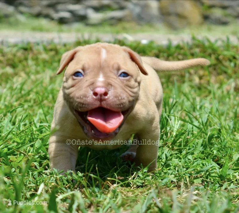 Kirby – American Bulldog puppy for sale in Goodlettsville, TN