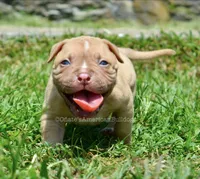 Kirby, a male American Bulldog for sale in Goodlettsville, TN – 1 of 4