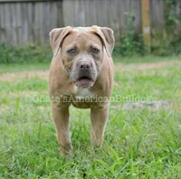 Lilly, a female American Bulldog for sale in Goodlettsville, TN – 2 of 7