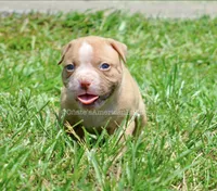Peaches, a female American Bulldog for sale in Goodlettsville, TN – 3 of 4