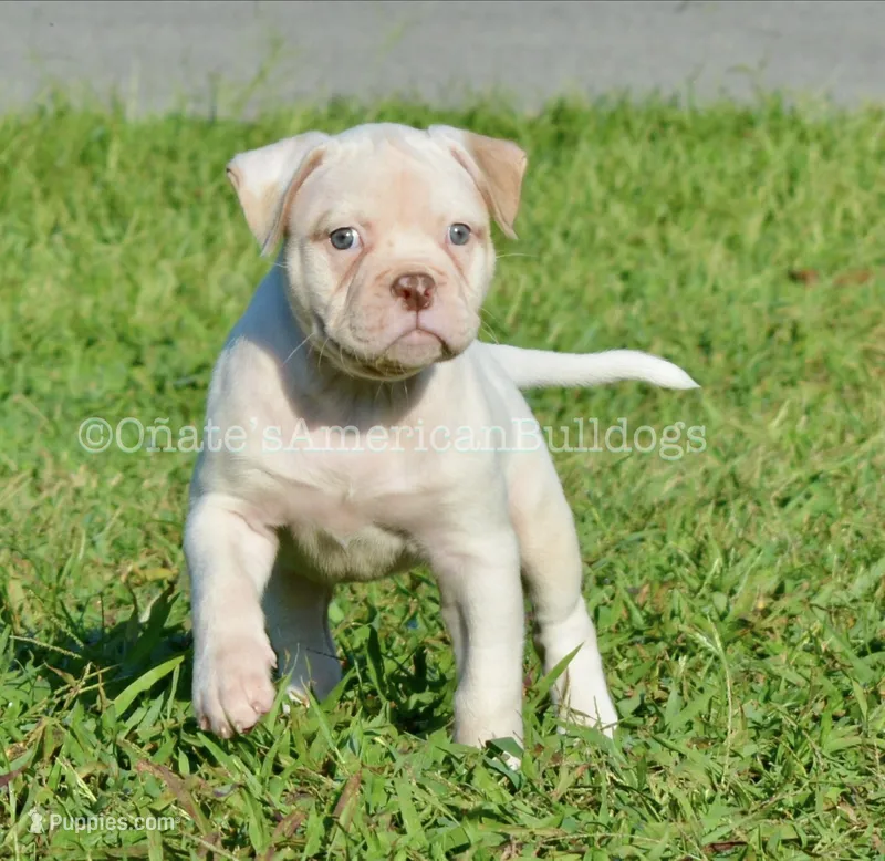Winter – American Bulldog puppy for sale in Goodlettsville, TN