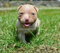 Kobe, a male American Bulldog for sale in Goodlettsville, TN – 1 of 3