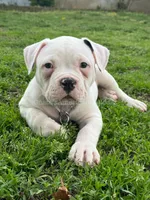 Casper, a male American Bulldog for sale in Goodlettsville, TN – Photo 1 of 7