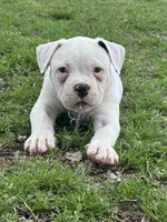 Casper, a male American Bulldog for sale in Goodlettsville, TN – Photo 3 of 7