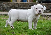 Casper, a male American Bulldog for sale in Goodlettsville, TN – Photo 7 of 7
