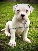 Casper, a male American Bulldog for sale in Goodlettsville, TN – Photo 2 of 7