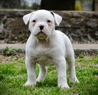 Casper, a male American Bulldog for sale in Goodlettsville, TN – Photo 5 of 7