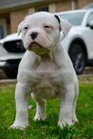 Casper, a male American Bulldog for sale in Goodlettsville, TN – Photo 6 of 7