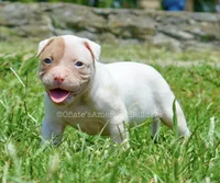 Boa, a female American Bulldog for sale in Goodlettsville, TN – 3 of 3