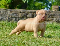 Kirby, a male American Bulldog for sale in Goodlettsville, TN – 7 of 10