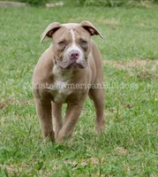Scarlett, a female American Bulldog for sale in Goodlettsville, TN – 6 of 8
