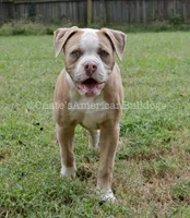 Willow, a female American Bulldog for sale in Goodlettsville, TN – 5 of 8