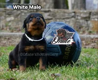 processed/02b25261-386f-4878-ab22-d76aea0774ca/listing/6d6f04ee-d58e-4aa9-a2cf-d9246f7d0c25/515bd9f8-dd06-4eeb-ba2f-8cac0007f469