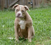 Scarlett, a female American Bulldog for sale in Goodlettsville, TN – 2 of 8