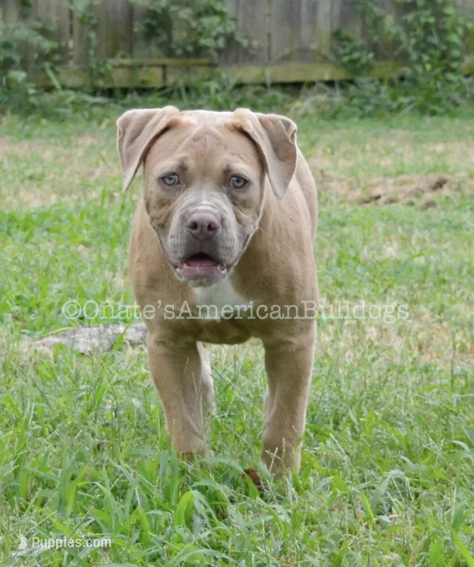 Lilly – American Bulldog puppy for sale in Goodlettsville, TN