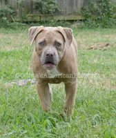 Lilly, a female American Bulldog for sale in Goodlettsville, TN – 1 of 7