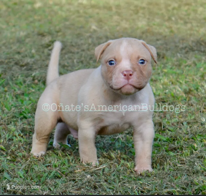 Kobe – American Bulldog puppy for sale in Goodlettsville, TN