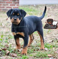 Ember, a female Rottweiler for sale in Goodlettsville, TN – Photo 5 of 5