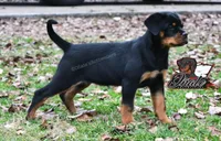 Ember, a female Rottweiler for sale in Goodlettsville, TN – Photo 4 of 5