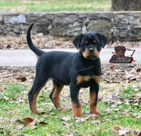 Ember, a female Rottweiler for sale in Goodlettsville, TN – Photo 1 of 5