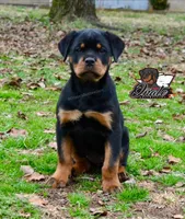 Ember, a female Rottweiler for sale in Goodlettsville, TN – Photo 3 of 5